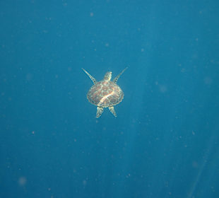 Schildkröte Bunaken Island