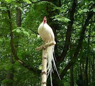 Hahnaustellung im Park