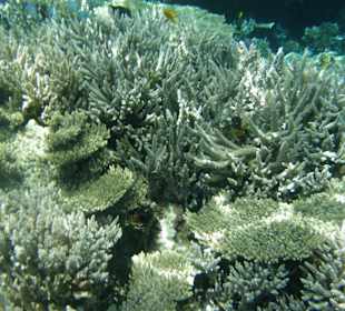 Hauseigenes Hotelriff