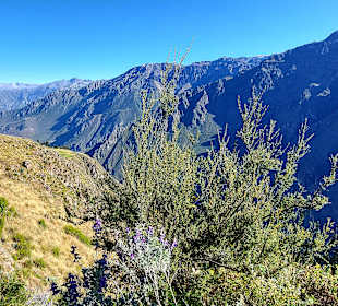 Colca-Canyon