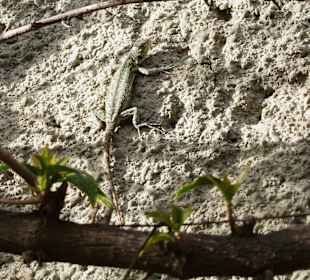 Eidechse im Templo Mayor