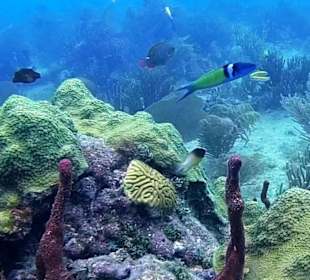 Bayahibe DiveSpot Shallow