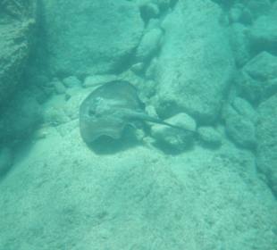 Manta bei  Schnorchelausflug Watersports Fuerteven