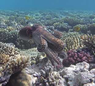 Schnorcheln Makadi Bay