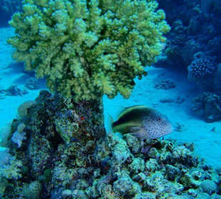 Rastplatz unterm Baum