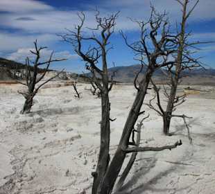 Mammoth Hot Springs