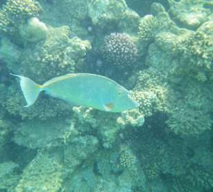 Unterwasser - Hotel Premier Le rêve