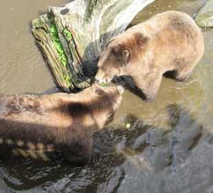 Alte Kläranlage, hohe Betonmauer, artgerecht ?