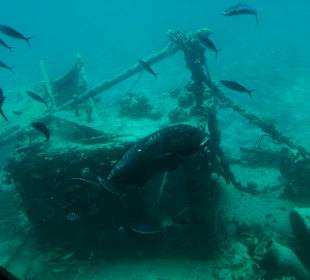 Glasbodenboot Tour Seascope Makadi Bay