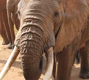 Elephant at saltlick lodge