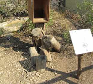 Mein kleiner Waschbär