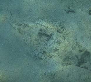 Gr. Krokodilfisch - Bucht Marsa Mubarak