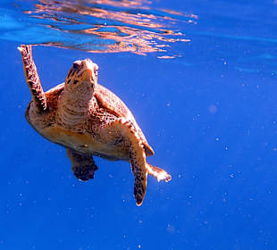 Schnorcheln Marsa Alam