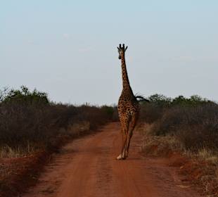 Giraffe im Tsavo West