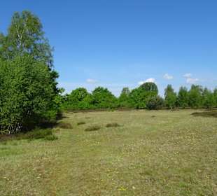 Wanderung durch den Sandtrockenrasen von Achim