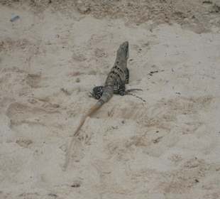 Jetzt leben Leguane in Tulum