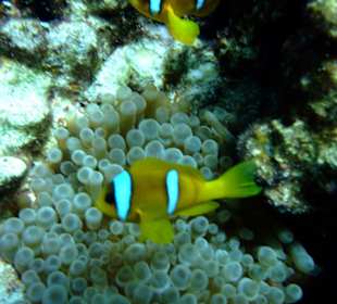 Rotmeeranemonenfisch