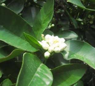 Wandeln im Duft der Bergamotte