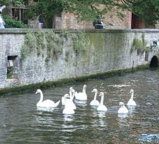 Schwäne am Minnewater