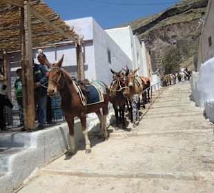 Esel, Mulis und Pferde für den Aufstieg nach Thira