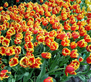 Keukenhof