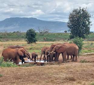Tsavo Ost 