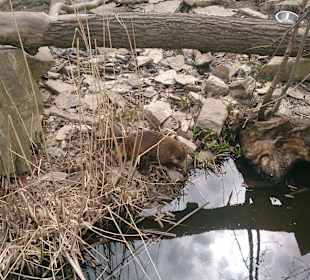 Zoo Ohrada Hluboká nad Vltavou