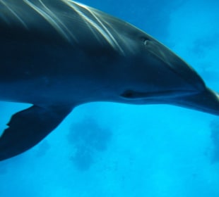 Delfin