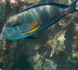 Schnorcheln lohnt sich