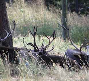 Bear Country Rapid City