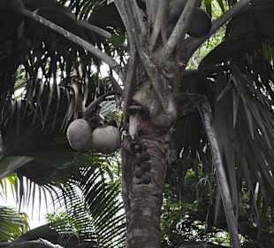 Coco de Mer, weltweit einzigartig