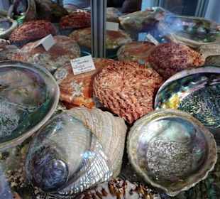 Exponate im Muschelmuseum Hooksiel