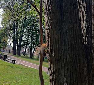 Белка в Царицынском парке