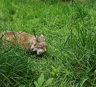 Wildpark Luchs