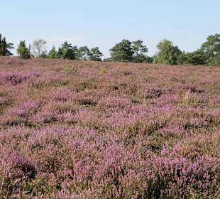 Blühende Heide