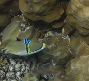 Picassofisch am Hausriff