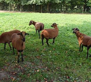 Wildpark Schloß Ortenburg