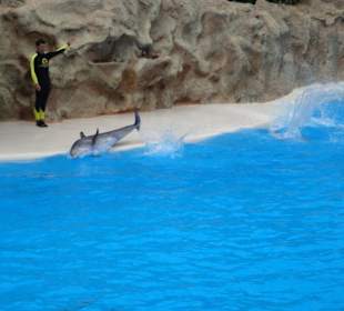 Shows und Unterhaltung