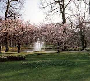 Blumenpracht im Keukenhof / Holland