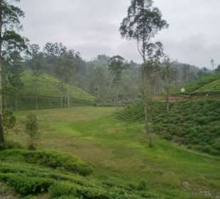 Teeplantagen in den Highlands