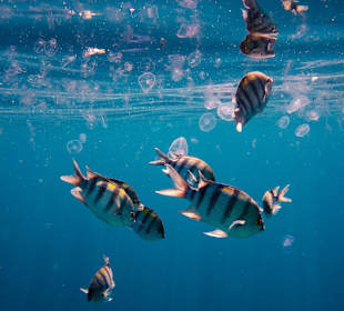 Sergeants und (total harmlose) Quallen