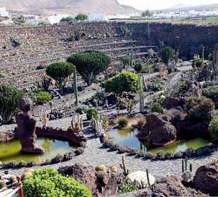 Ogród kaktusów w olbrzymim dole.