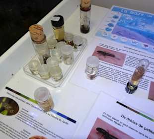 Forschung und Ausstellung im Jardin Méditerranéen