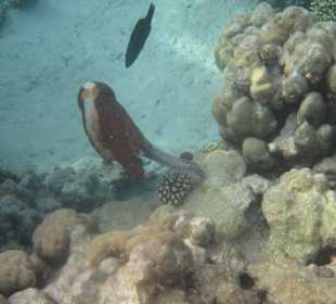 Oktopus auf der Flucht