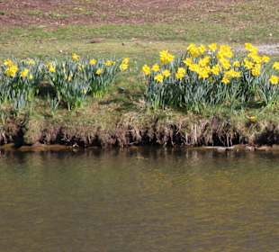 Blumen am Schlossgraben