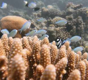 Schnorcheln Marsa Alam