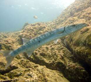 Tauchen bei Racha Island