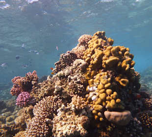 Einmalie Erlebnisse mit Mo´s Delfinen