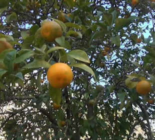 Gartenanlage - Spektakel im Garten