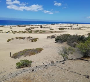 Dünen von Maspalomas